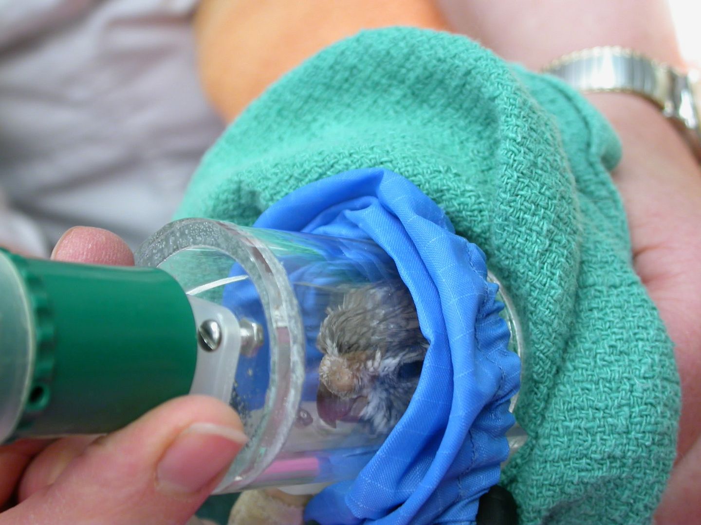 Budgie surgery? Is it as risky as it seems to me? Avian Avenue Parrot